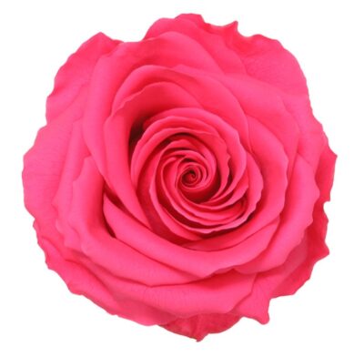 Rose with stem Premium Verdissimo PRZ-7490