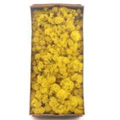 Reindeer Moss – Yellow