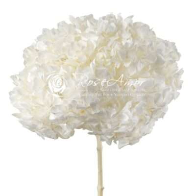 Hydrangea Xl Whi01